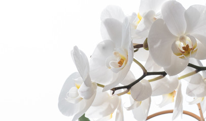 Naklejka na ściany i meble Weiße Orchidee