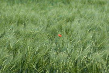Sommerwiese