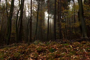 Wald im Herbst