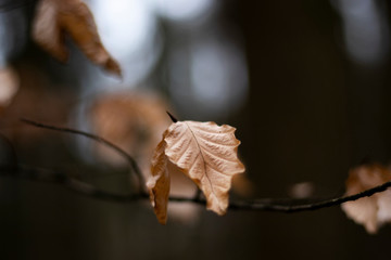 Brown autumn leaves on tree in forest with shallow depth of field 