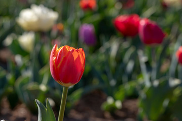 Tulipani italiani ad Arese