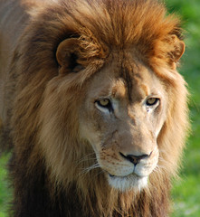 The lion is one of the four big cats in the genus Panthera, and a member of the family Felidae....
