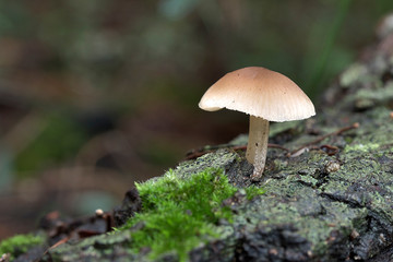 mushroom in the mediterranean forest