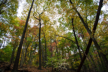 Fototapeta premium early autumn forrest trees 