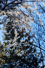 Amazing frozen branches against blue sky, Armenia