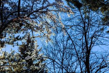 Amazing frozen branches against blue sky, Armenia