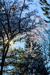 Amazing frozen branches against blue sky, Armenia