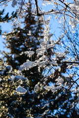 Amazing frozen branches against blue sky, Armenia