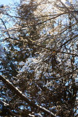 Amazing frozen branches against blue sky, Armenia