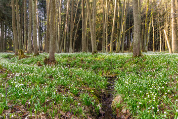 Group of  spring snowflake leucojum in forest with stream and trees