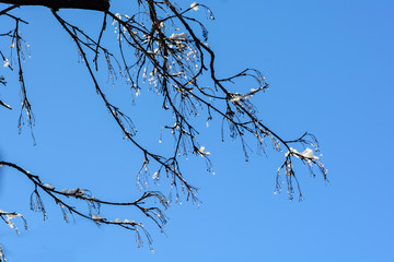 Amazing frozen branches against blue sky, Armenia