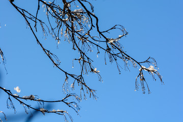 Amazing frozen branches against blue sky, Armenia