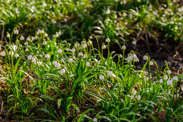 Group of  spring snowflake leucojum in forest