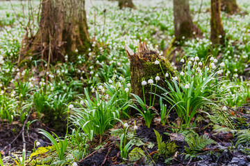  Spring snowflake leucojum in forest with root