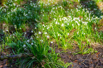  Spring snowflake leucojum in forest with blured background