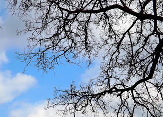 tree in the sky