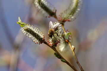 Biene beim Nektar sammeln