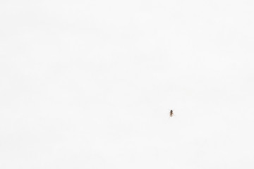 A live insect on the snow in winter