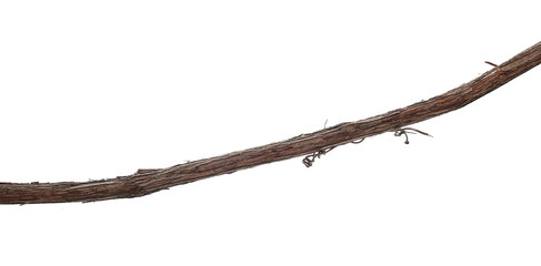 Wild dry liana, jungle vine isolated on white background, clipping path