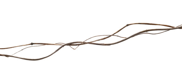 Wild dry liana, jungle vine isolated on white background, clipping path © dule964