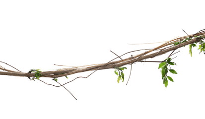 Wild dry liana, jungle vine isolated on white background, clipping path - obrazy, fototapety, plakaty