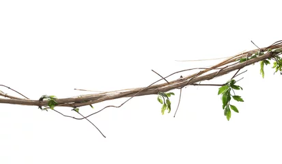Foto op Canvas Wild dry liana, jungle vine isolated on white background, clipping path © dule964