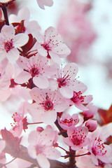 pink spring cherry blossoms