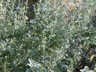 Romarin en fleurs 'Rosmarinus officinalis'