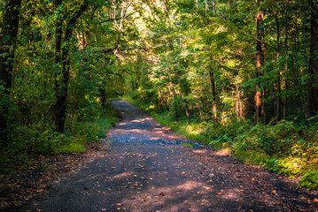 Fototapeta premium Forrest road