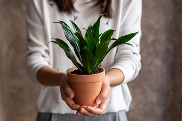 Woman holding dracaena plant - Powered by Adobe