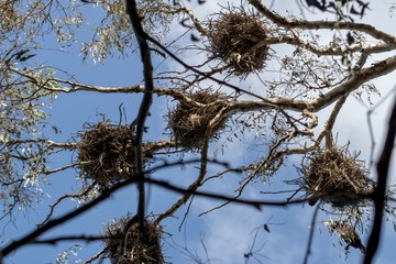 birds nests agains sky