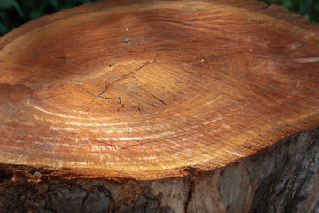 freshly cut tree stump