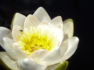 waterlily with fly in the water
