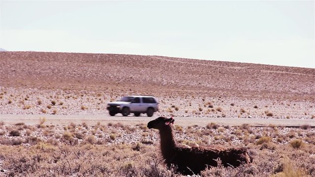 4x4 Car On Road Next To A Llama In The Altiplano.