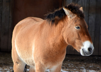 przewalski's Horse or Dzungarian Horse, is a rare and endangered subspecies of wild horse (Equus...
