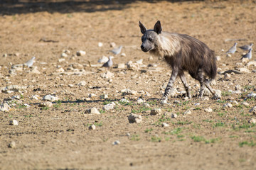 A brown hyena runs back into her burrow after drinking at the waterhole, Kgalagadi Transfrontier National Park, South Africa, Africa.