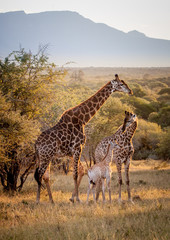 Giraffe Family