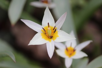 weiße Blüte der Gnomentulpe