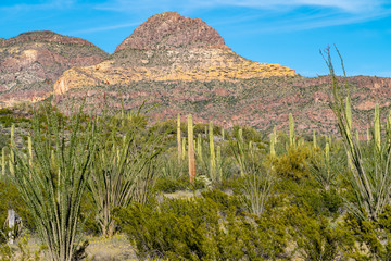 Beautiful spring desert scenery of Ocotillo plants and Sagauro cactus, looking out at the Diablo...