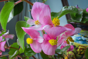 Blooming begonias on blurred background of home interior