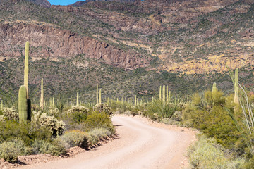 Ajo Mountain Drive, an unpaved dirt road through Organ Pipe Cactus National Monument. Sagurao...