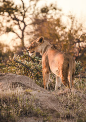 Lioness in South Africa