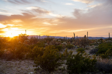 Colorful spring sunset in Organ Pipe National Monument, with saguaro cactus and desert vegetation.