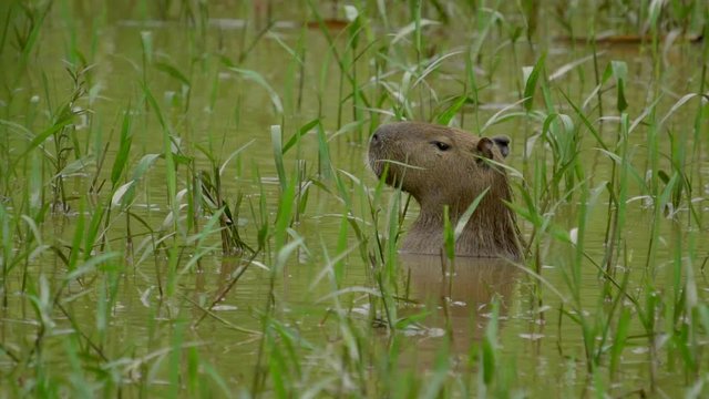 Capybara in the Tambopata National Reserve