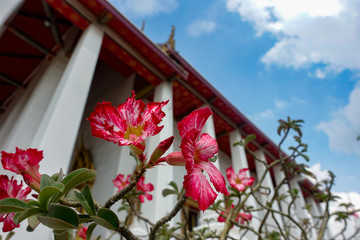 Fototapeta na wymiar Red Petunia in temple
