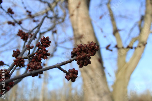 Tree Spring Nature Flower Blossom Branch Winter White