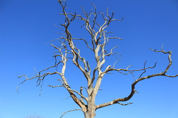 tree, sky, nature, branch, blue, dead, branches, bare, dry, winter, isolated, white, trees, forest, plant, wood, trunk, old, season, silhouette, autumn, outdoor, landscape, spring, clouds