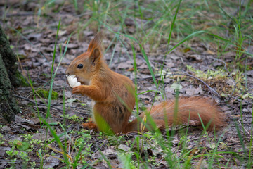 Naklejka na ściany i meble Red squirrel eating bread in the park. Animals