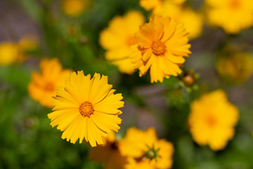 Beautiful yellow daisies in a meadow close up. Flowers