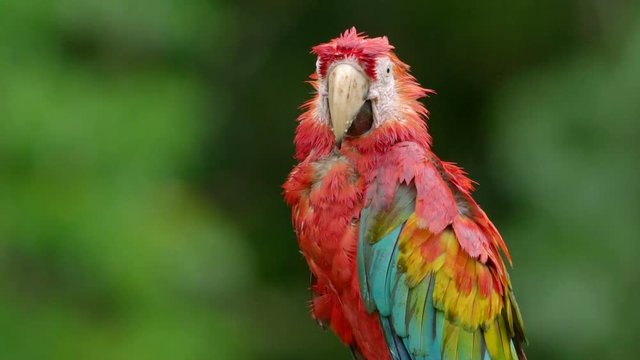Scarlet macaw close-up
